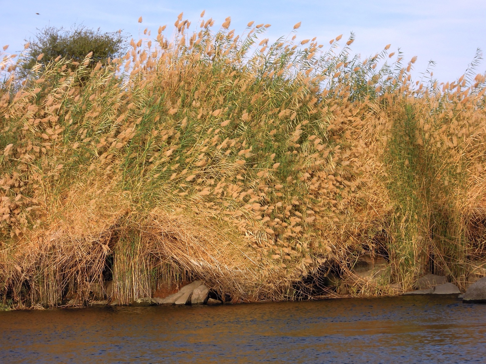 Reeds lining a Nile bank at Aswan, with water and a distant shore behind them